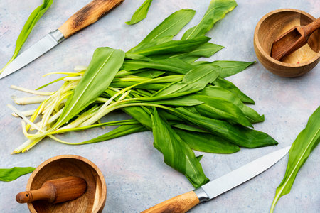 Freshly wild garlic or bear onion on the kitchen table, wild garlic dishes.の写真素材