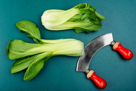 Fresh whole Bok Choy or Chinese cabbage on the tableの写真素材