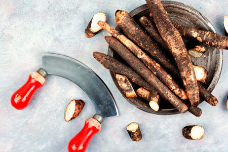 Raw salsify, root vegetable, medicine, homeopathic herbsの写真素材