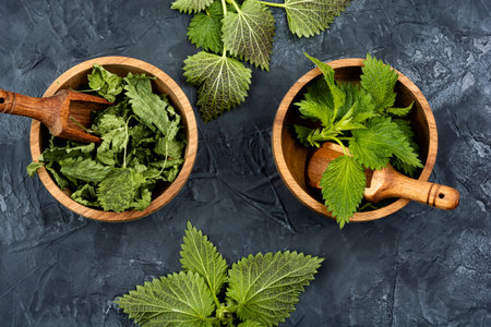 Fresh and dried nettle leaves with wooden spoon on the table. Medicinal plantの写真素材