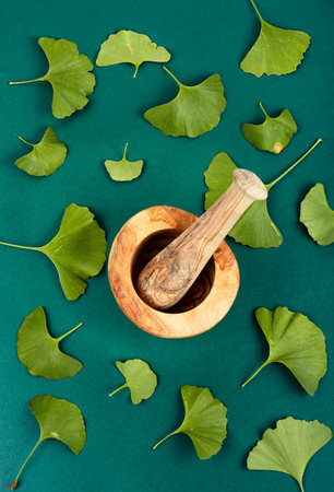 Ginkgo biloba leaves in traditional Chinese medicine. Herbal medicineの写真素材