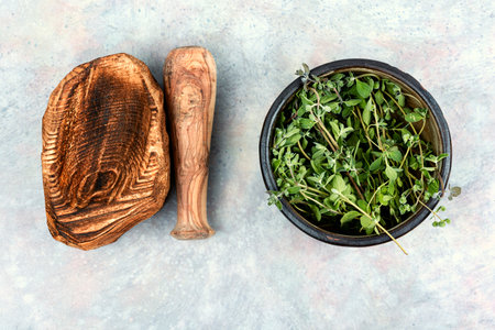 Marjoram, a hot spice, a spice with a sweet smell and a medicinal plantの写真素材