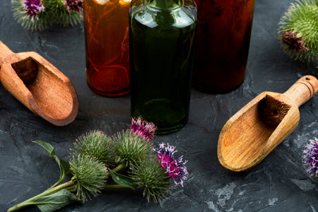 Burdock plant with flowers and small glass bottle, herbal medicineの写真素材