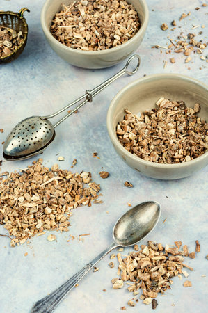 Elecampane or Inula helenium, medicinal plant.の写真素材