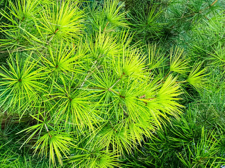 Closeup of fir tree branches and needles. Green fir tree or pine background.