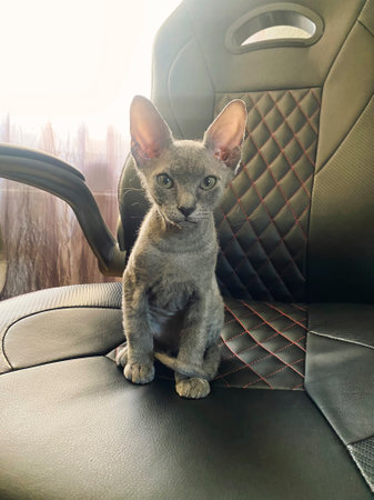 Cat kitten sitting up front view, looking at camera. Cute kitten portrait.