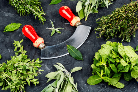 A variety of fresh and dried herbs. Bunches of mint, thyme, rosemary, sage and marjoram.の写真素材