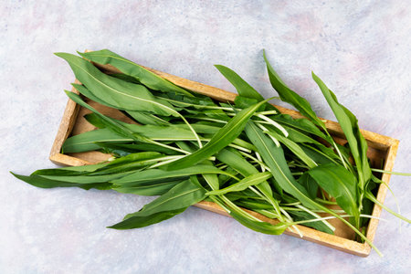 Fresh ramsons leaves. Wild Leeks (Ramps or wild onions). Gourmet vegetarian. Flat lay