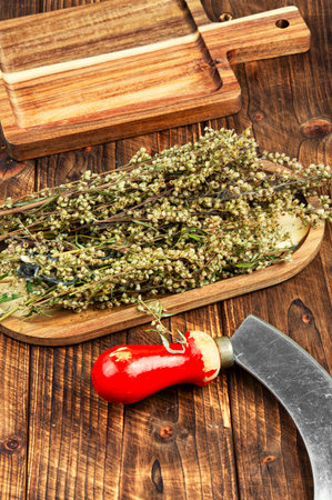 Dried medicinal plant wormwood or sagebrush, herbal medicine on wooden table on rustic background.の写真素材
