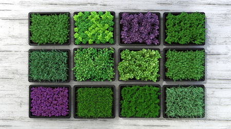 Set of boxes with microgreen sprouts of parsley, dill, basil, onion, rosemary, mint, thyme isolated on white background. Top view, flat lay, close up. 3d illustration.の写真素材