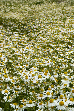 Homogeneous field of camomilesの写真素材