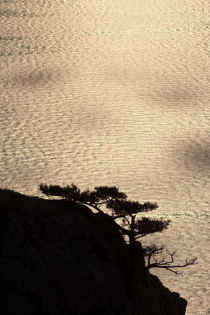 Tree on a rockの写真素材