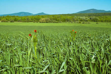 Field of blossoming poppiesの写真素材