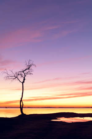 Sunset and a tree by the lakeの写真素材