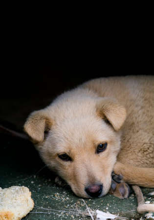 Little homeless puppyの写真素材