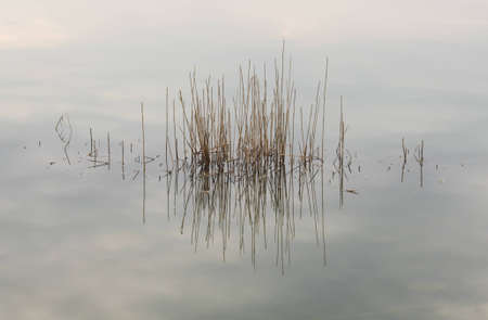 Reflection of dry grass in the water, backgroundの写真素材