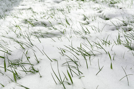 Young green grass sprouted through the snowの写真素材