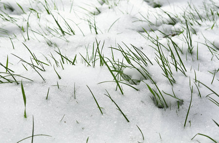Young green grass sprouted through the snowの写真素材