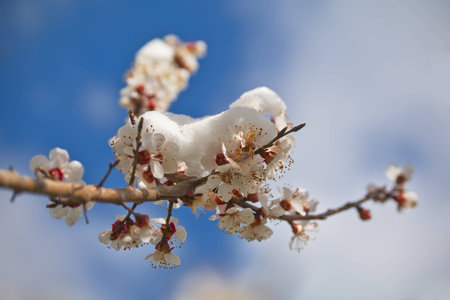 Flowers in the snowの写真素材
