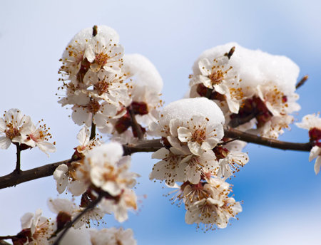 Flowers in the snowの写真素材