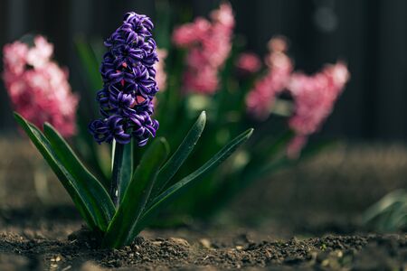 Muscari purple grape hyacinth blooms in the spring garden