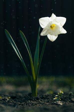 Beautiful yellow and white daffodil blooms in a spring garden close-upの写真素材
