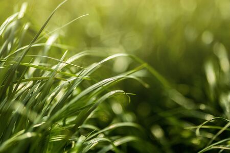 Saturated juicy green grass glistens in the bright summer sun