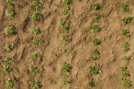 Young strawberry seedlings in a spring garden