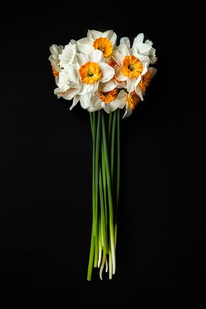 Beautiful freshly picked yellow daffodils on a blackの写真素材