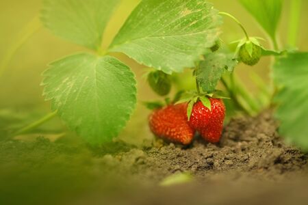 Ripe strawberries sing in the afternoon in the garden