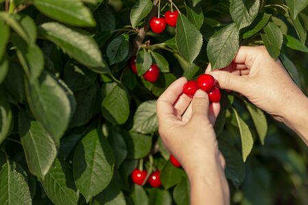 Farmer picks red ripe cherries from a tree in the harvest season close-upの写真素材