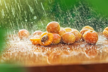 Ripe apricots lie on a wooden table in the summer rain close-upの写真素材