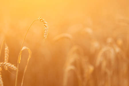 Close up of young golden rye or wheat at sunset or sunriseの写真素材