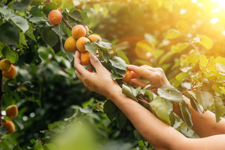 A woman farmer harvests apricots from a treeの写真素材