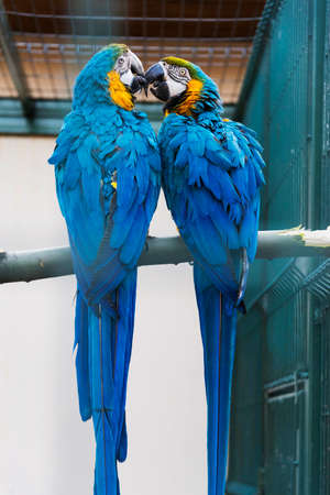 Blue-yellow macaw (Ara ararauna) - parrots that have excellent ability to learn speech, play and get along with most people if properly raised and socialized.の写真素材