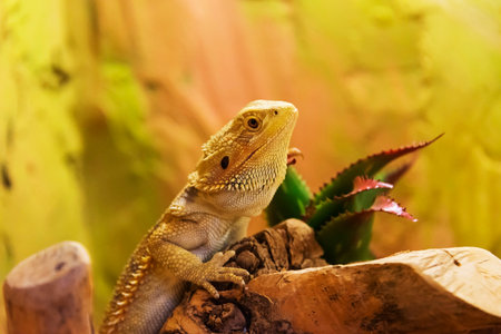 The bearded agama (Pogona vitticeps) got its name because of the characteristic neck bag, which in...