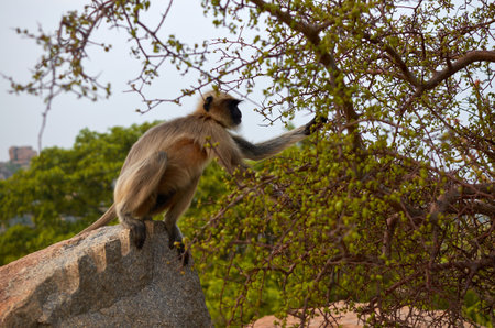 Lion langur monkey sitting on a rock in Hampi, Karnataka, India
