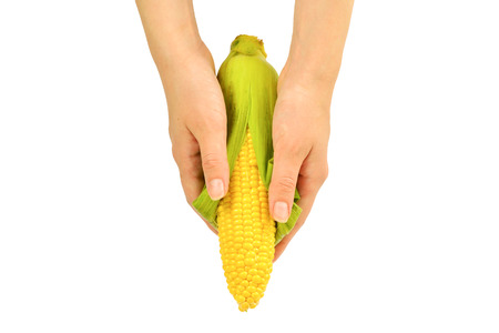 Yellow corn in woman hands isolated on white background.