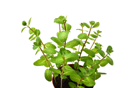 Fresh mint in a pot isolated on white background.の写真素材
