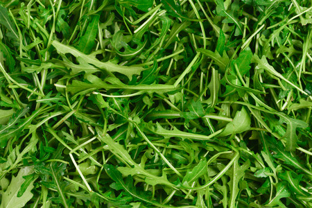 Fresh leaves of arugula as background.の写真素材