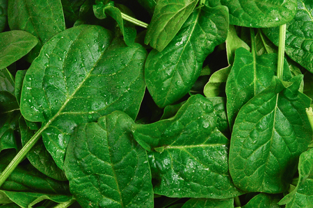 Fresh spinach leaves as background.の写真素材
