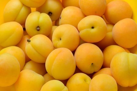 Ripe juicy orange apricots fruit background. の写真素材