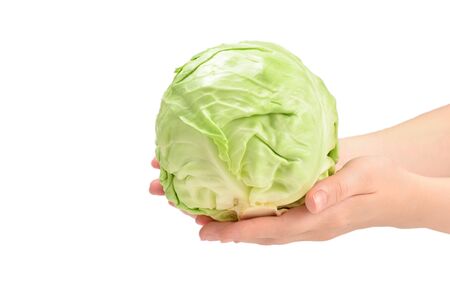 Cabbage in woman hand isolated on white background.の写真素材