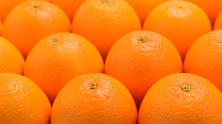 Group of oranges in a row isolated on white background, Space for text or design.の写真素材