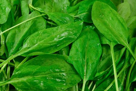 Fresh spinach leaves as background.の写真素材