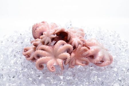 Octopus isolated on white background.の写真素材