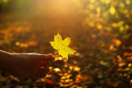 Yellow leaf in woman hand in sunny rays. Autumn mood. 