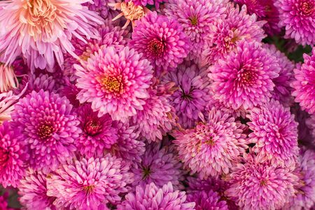 Pink chrysanthemum in autumn gardenの写真素材