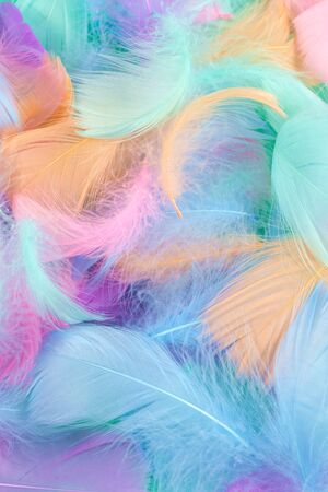 Colorful feather on mint background, top view. の写真素材