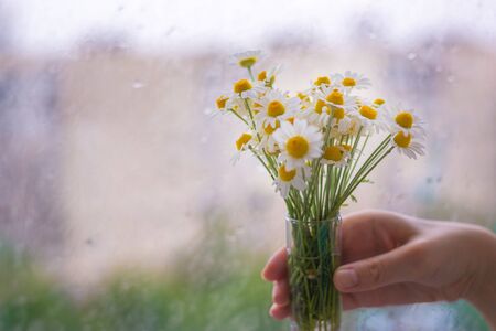 Little Daisie on the windowの写真素材